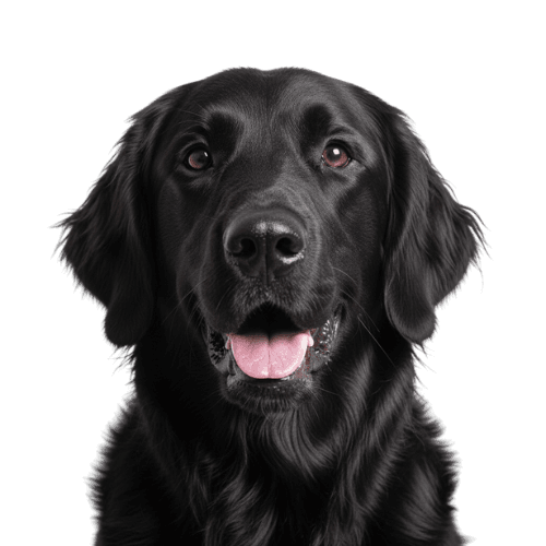 Happy flat-coated retriever